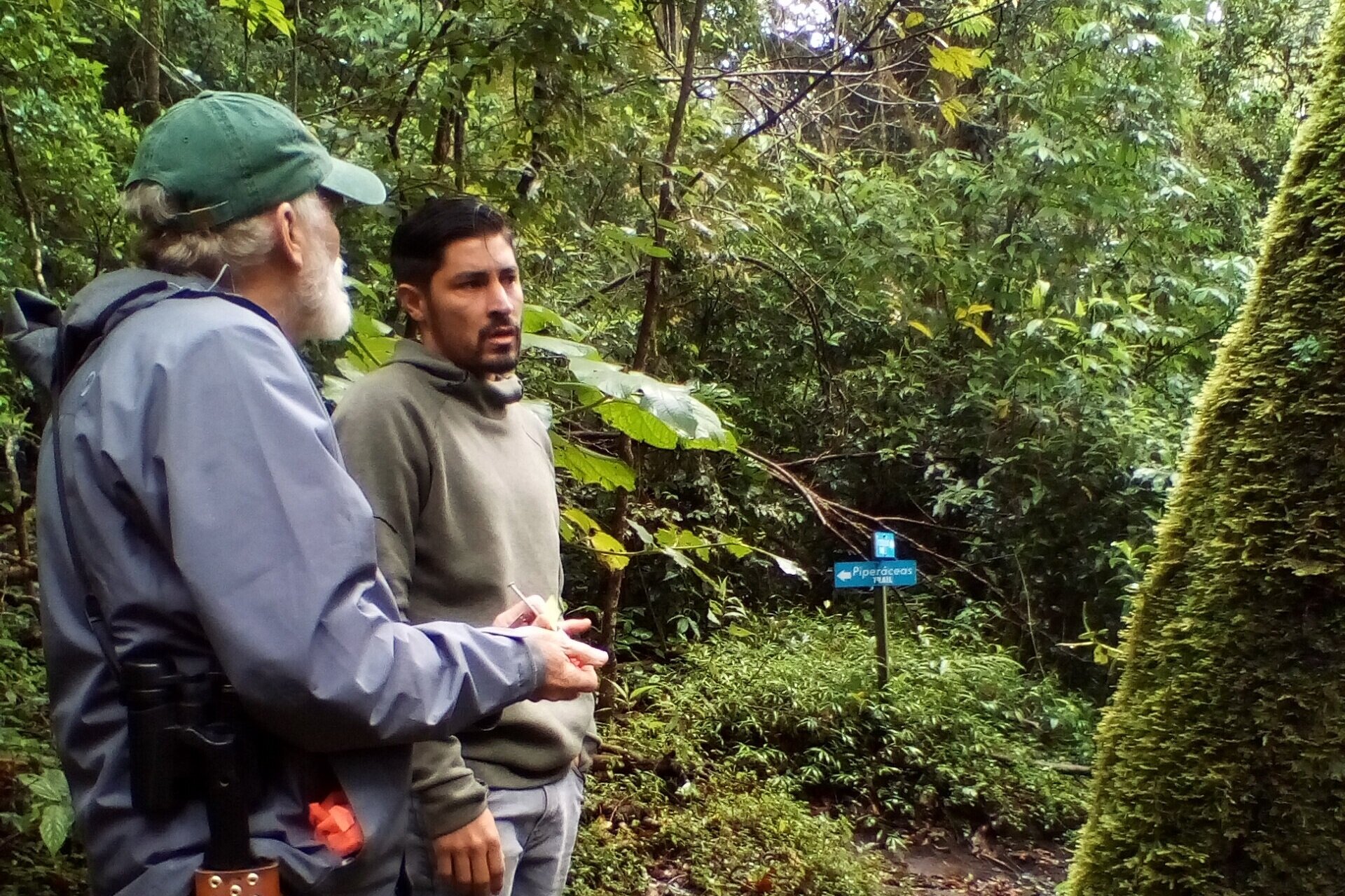 Taking care of Ocotea monteverdensis in the middle of the Pandemic, June 2020