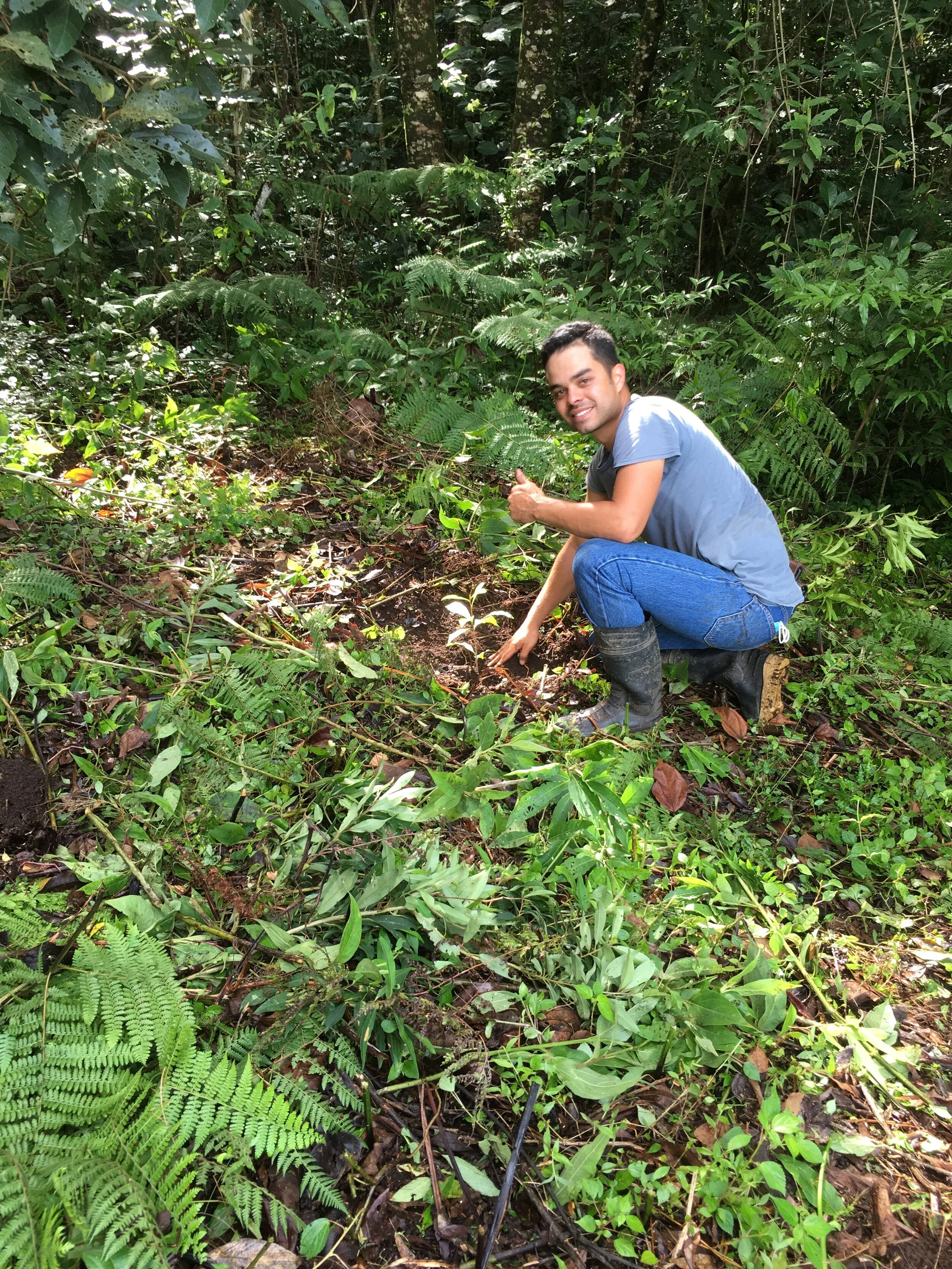 Expandiendo la población del Ocotea monteverdensis promoviendo la regeneración natural, septiembre de 2020