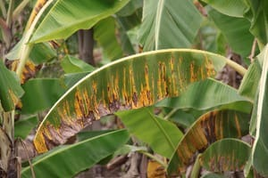 Aprendiendo sobre huertas - 1 - Cultivo de banano