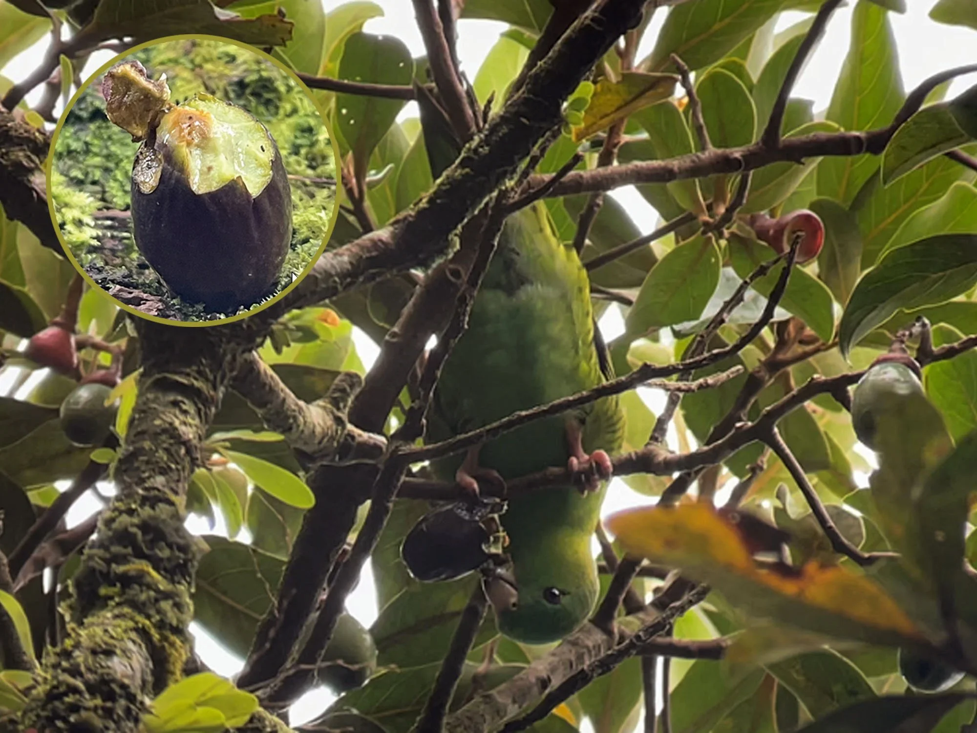 Ocotea monteverdensis: uno de los árboles favoritos del Periquito Listado