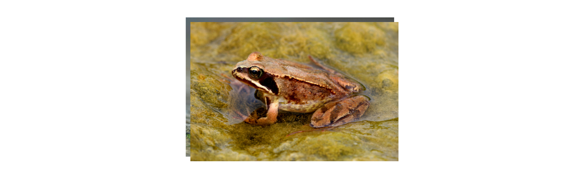	“The Fungus Threatening Amphibians—and the Genomic Knowledge Gap Slowing Solutions”