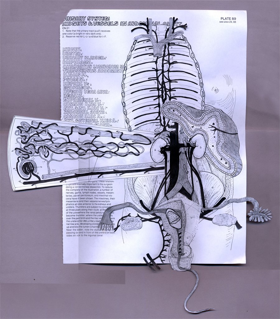 fertilization-with-swollen-adrenal.jpg