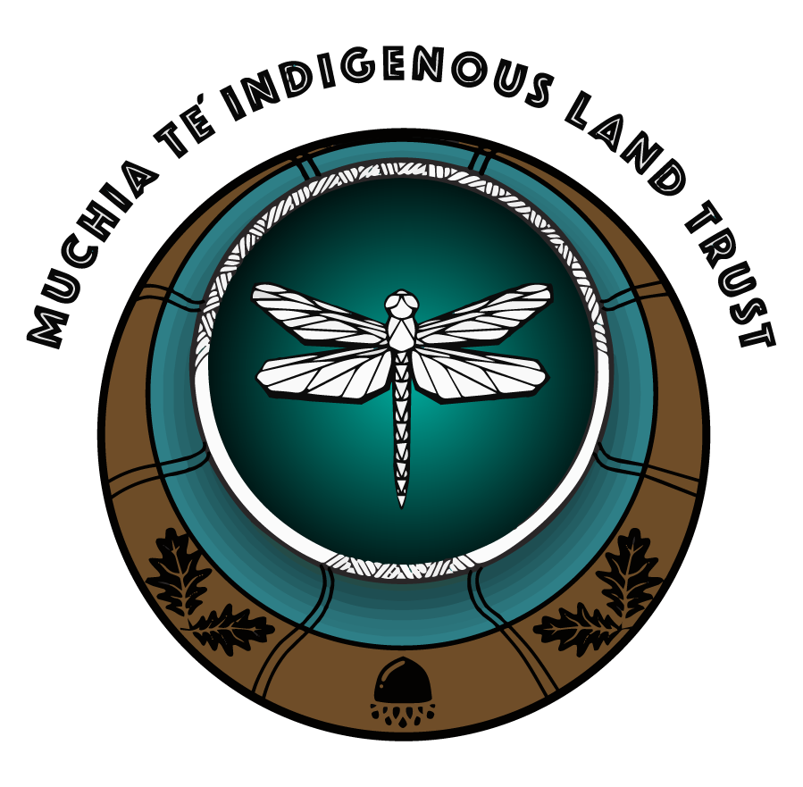 Logo for the Muchia Te Indigenous Land Trust. A dragonfly floats over concentrain rings decorated with acorn and oak leaves.