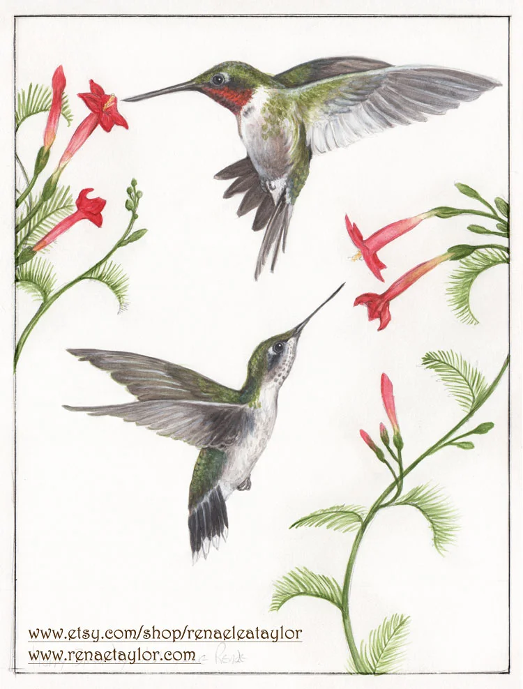 humming birds small.jpg