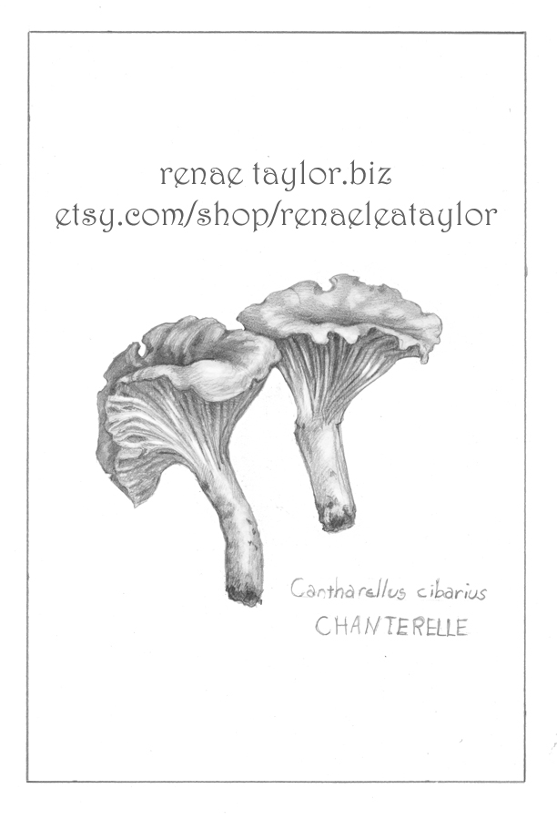 chanterelle small.jpeg