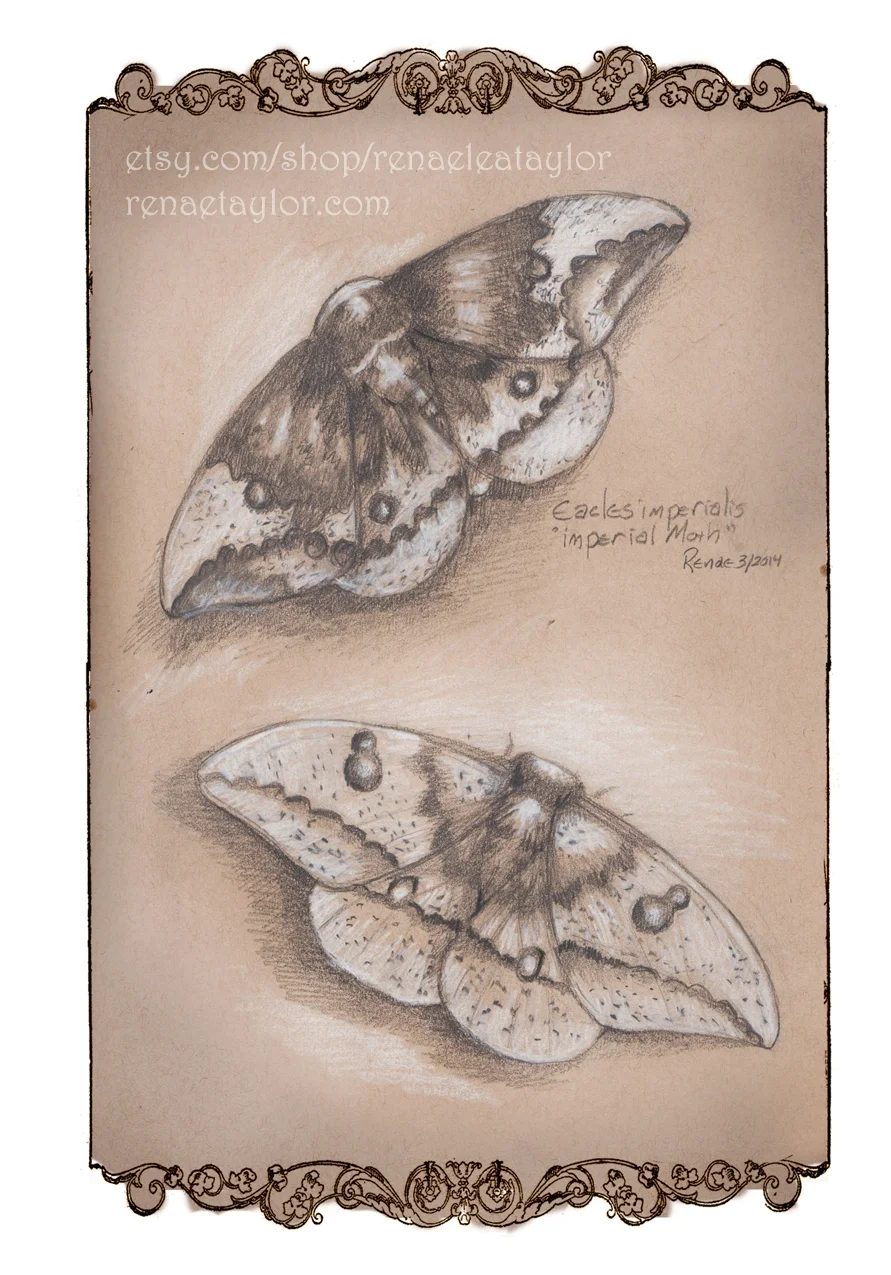 Imperial Moth