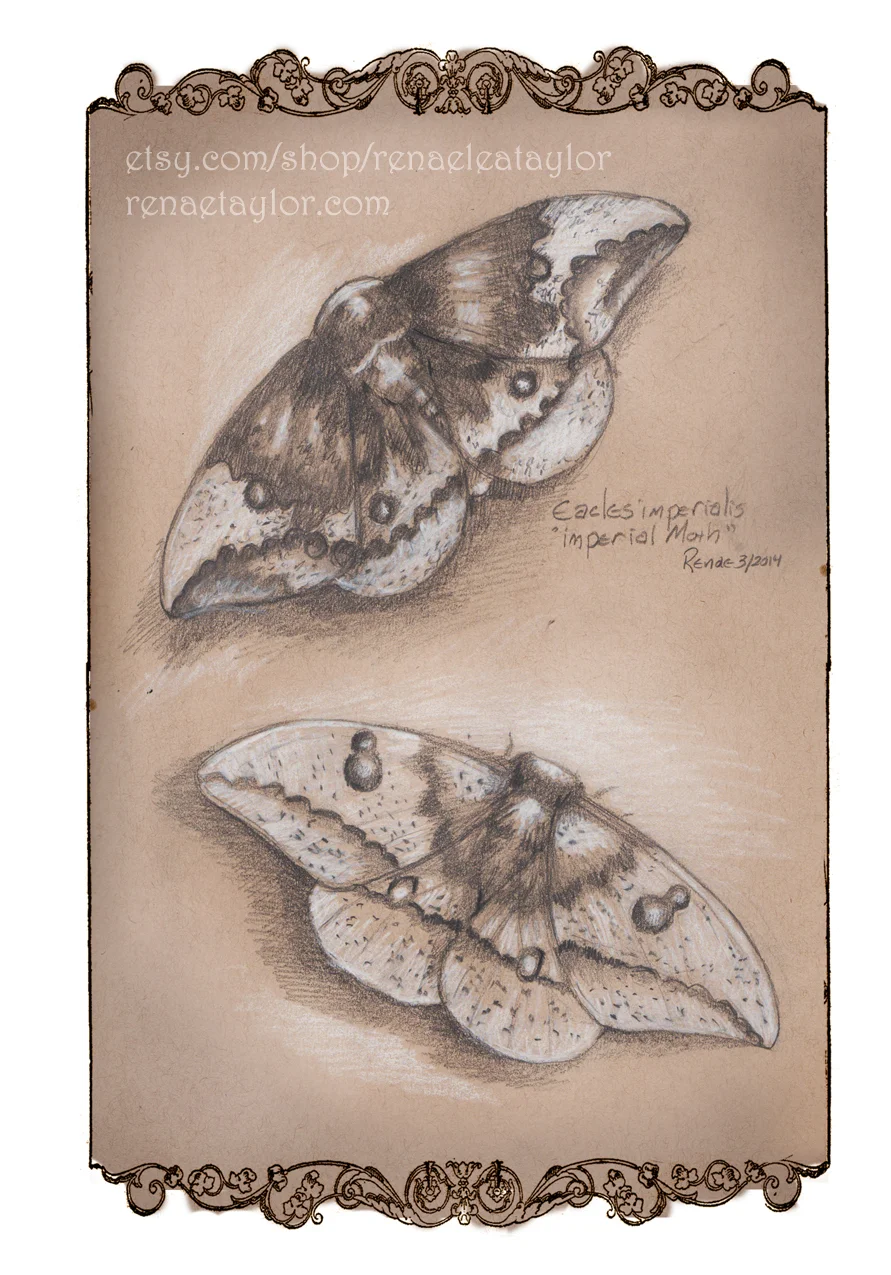 G. Cards (nature) 1.jpg