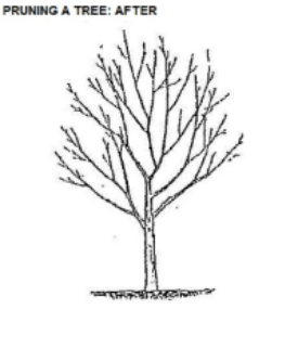 Tree-after.jpg