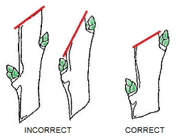 Pruning-buds.jpg