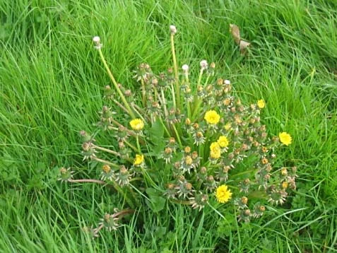 Dandelion in lawn