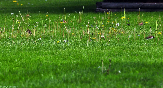 Lawn with dandelion flower stalks
