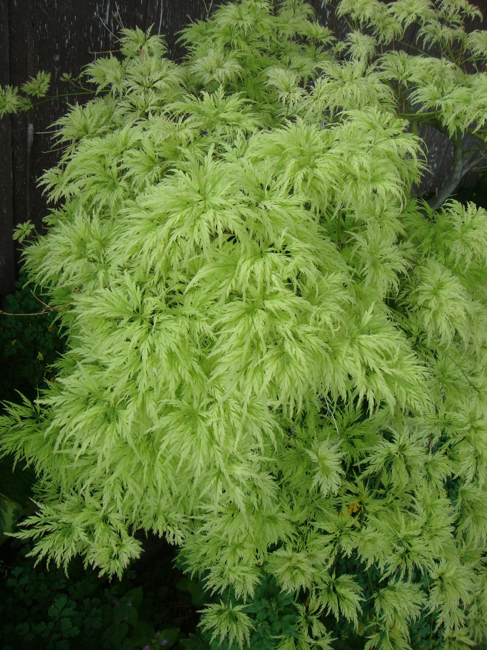 Waterfall Japanese Maple