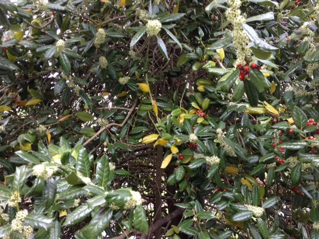 Yellowing and dropping of holly leaves is usually from the interior of the plant