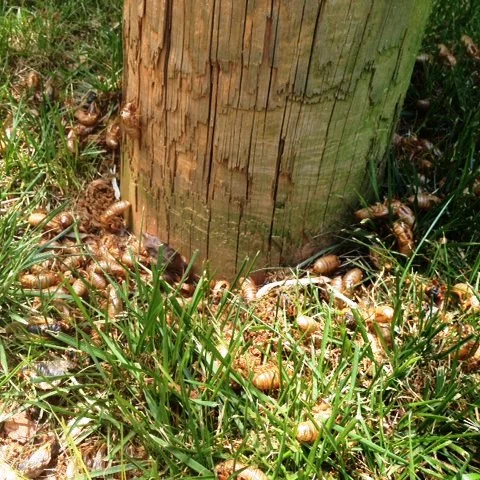 Shed cicada skins