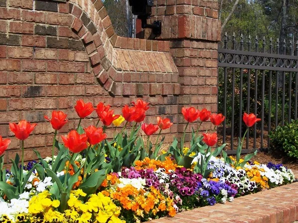 Spring Tulips