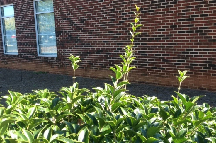 Fall pruning_Osmanthus fortunei.jpg