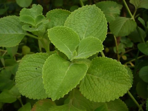 Winter Houseplant Care