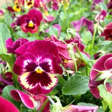 Panola Rose Picotee_10.09.13.jpg