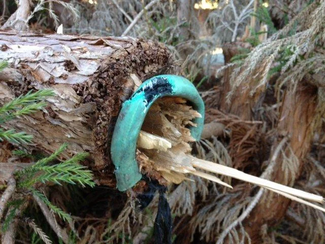 The trunk was so compromised that it snapped easily at the point of constriction.
