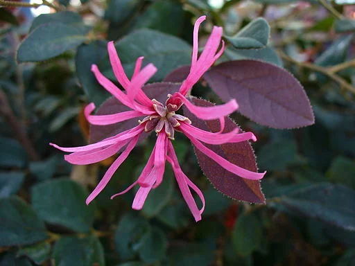 Loropetalum 'Crimson Fire' has hot pink, fringey flowers in spring which look great against the dark purple leaves.