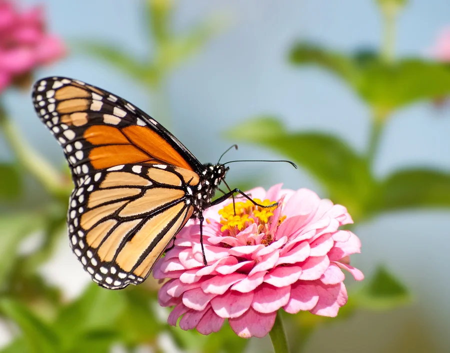 Monarch butterfly on Zinnia flower, a butterfly nectar plant