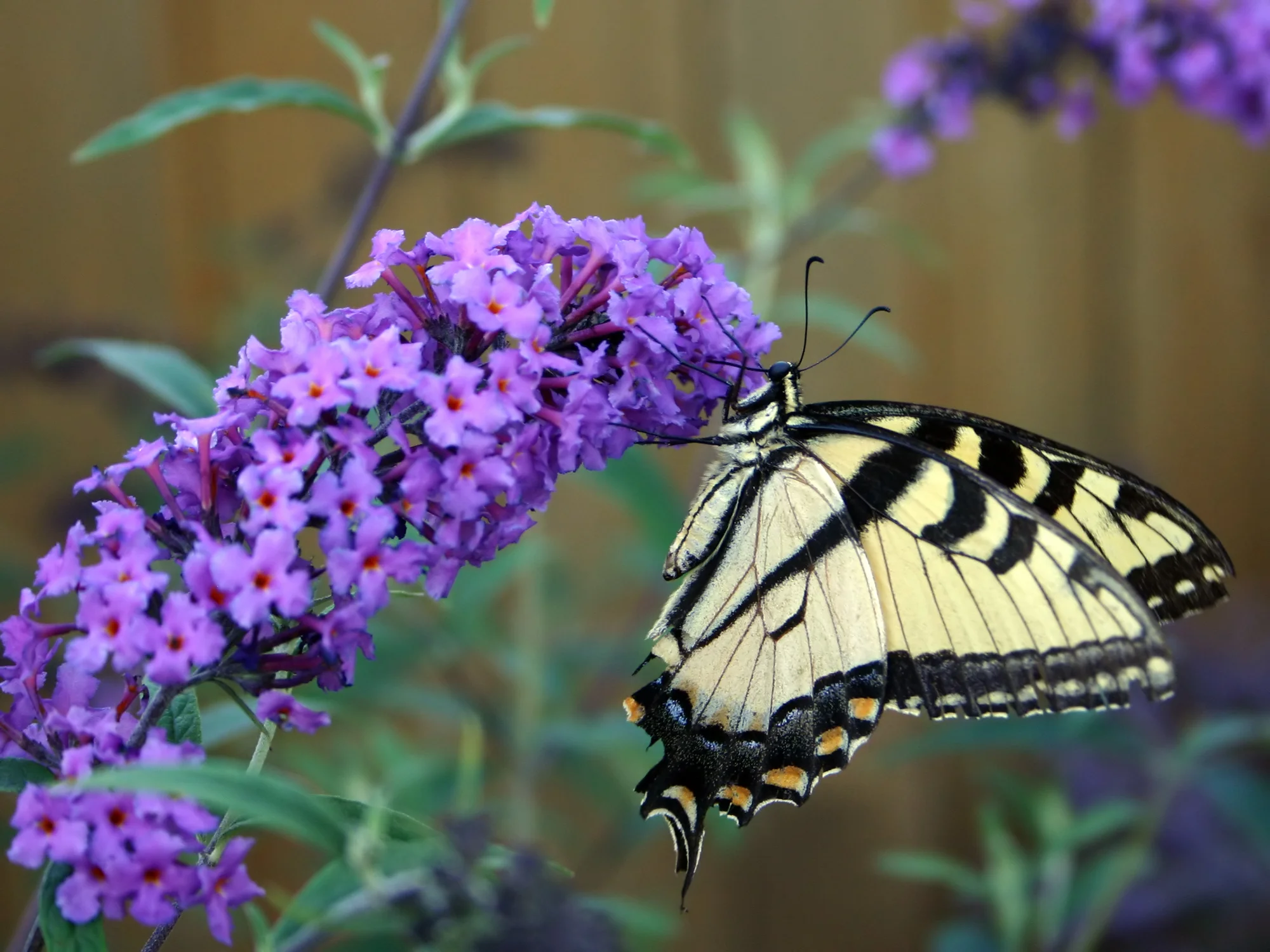 Tiger Swallowtail butterfly on butterfly buish