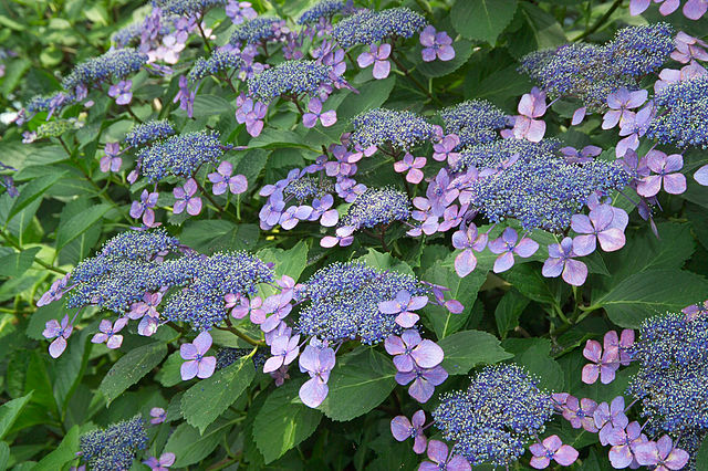 Macrophylla hydrangeas of the lacecap varieties have large, sterile florets surrounding smaller flowers, giving them an airy, lacey appearance.