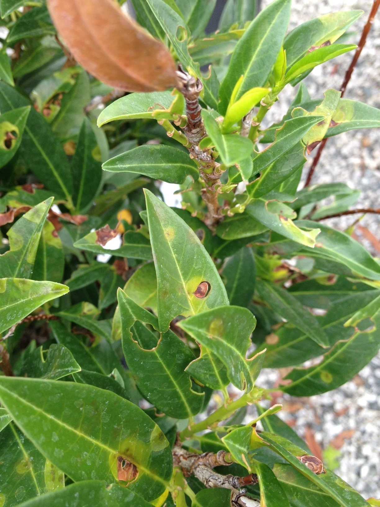 Here the disease is active, showing the brown leaf spots as they separate and fall out.