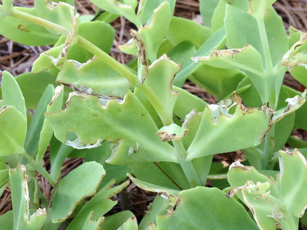 Who's Been Eating My Sedum?