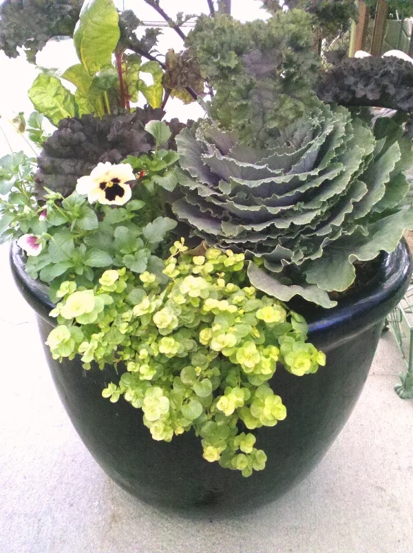 Combo Pot 10.24.13.jpg
