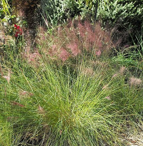 Pink Muhlygrass 