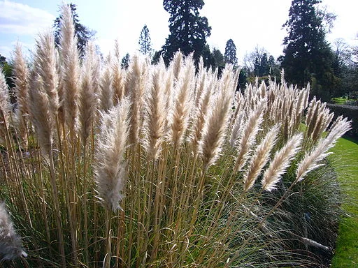Dwarf Pampas Grass
