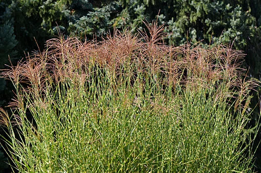 Maiden Grass