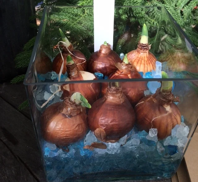 Forcing Paperwhites for the Holidays