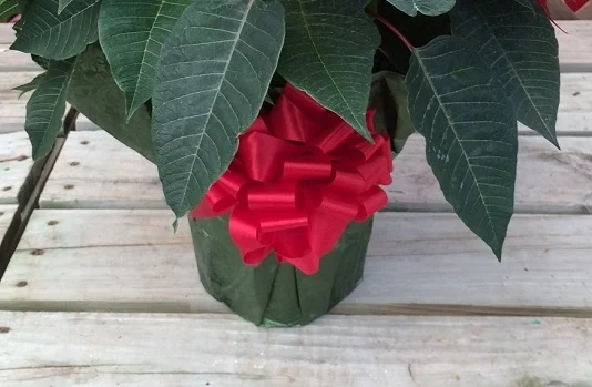 Question: Can you keep the foil on Poinsettias?