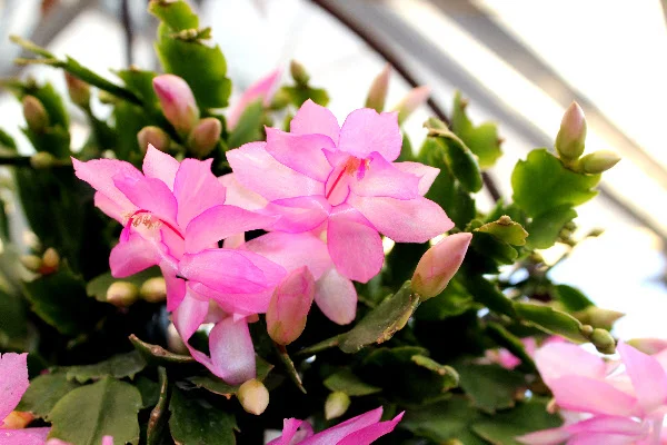 Christmas Cactus Care