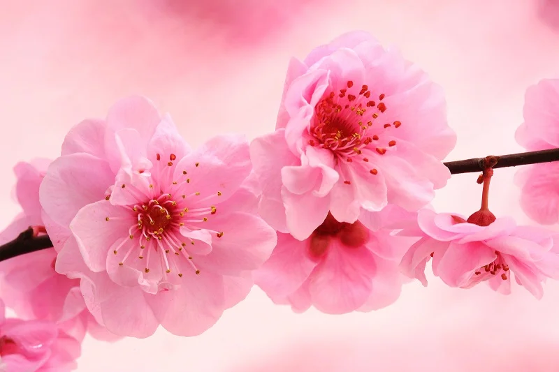 Bring in some Spring: Forcing Flowering Branches