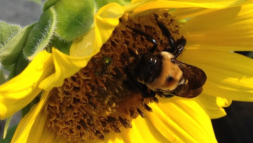 Carpenter bee and green sweat bee sharing a sunflower. Both are important pollinators.