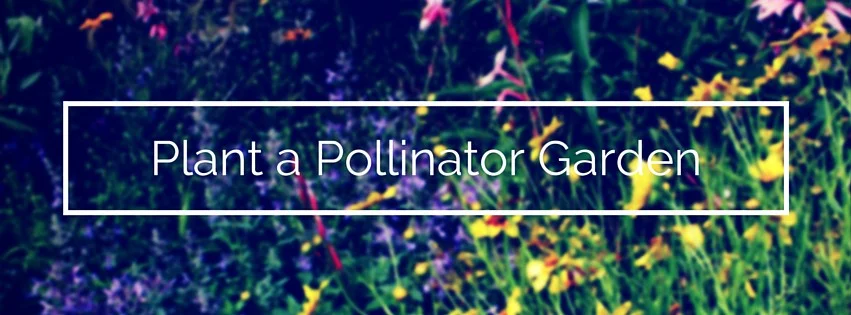 Plant a Pollinator Garden