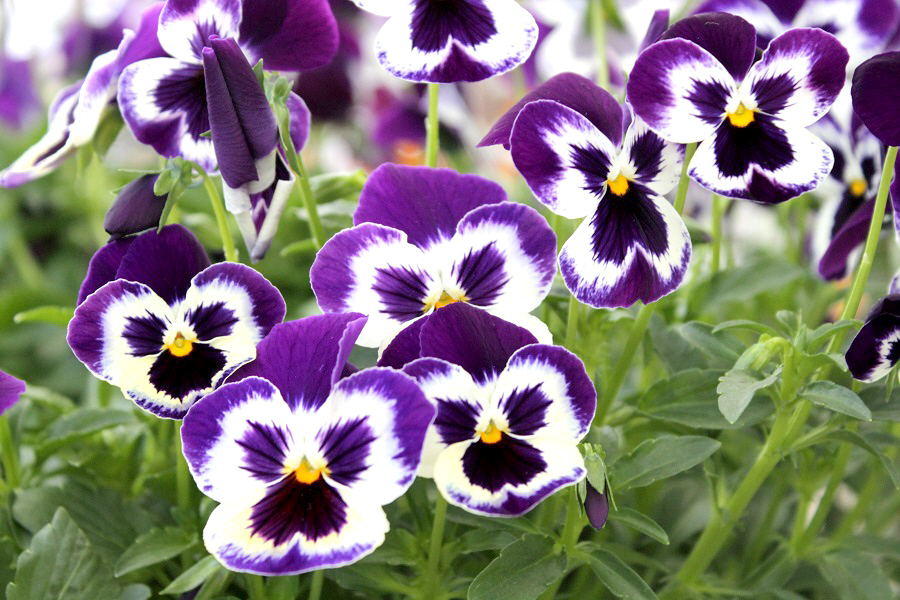 Here's What to do for Tons of Flowers on your Pansies