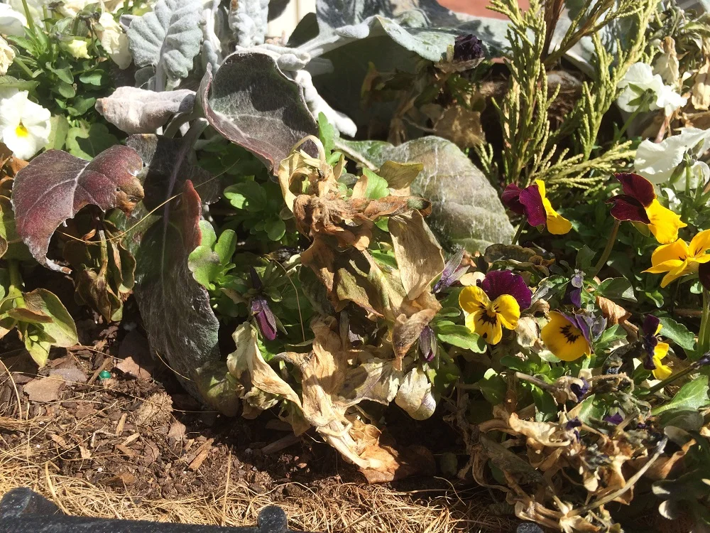 The viola in the middle is looking pretty rough after winter...