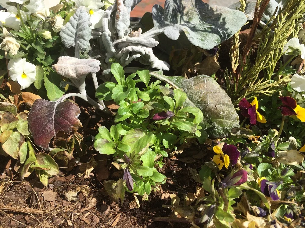But removing the few dead stems reveals a healthy plant ready to bloom all spring.