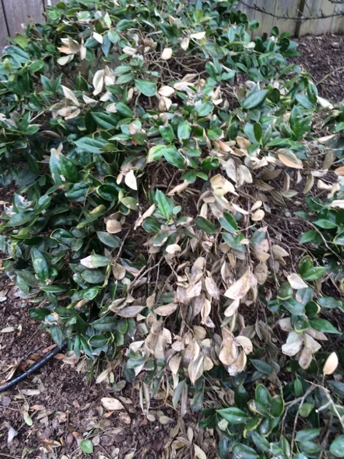 Why is my Evergreen Brown?