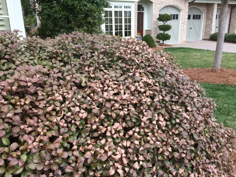 Damage on Indian Hawthorn
