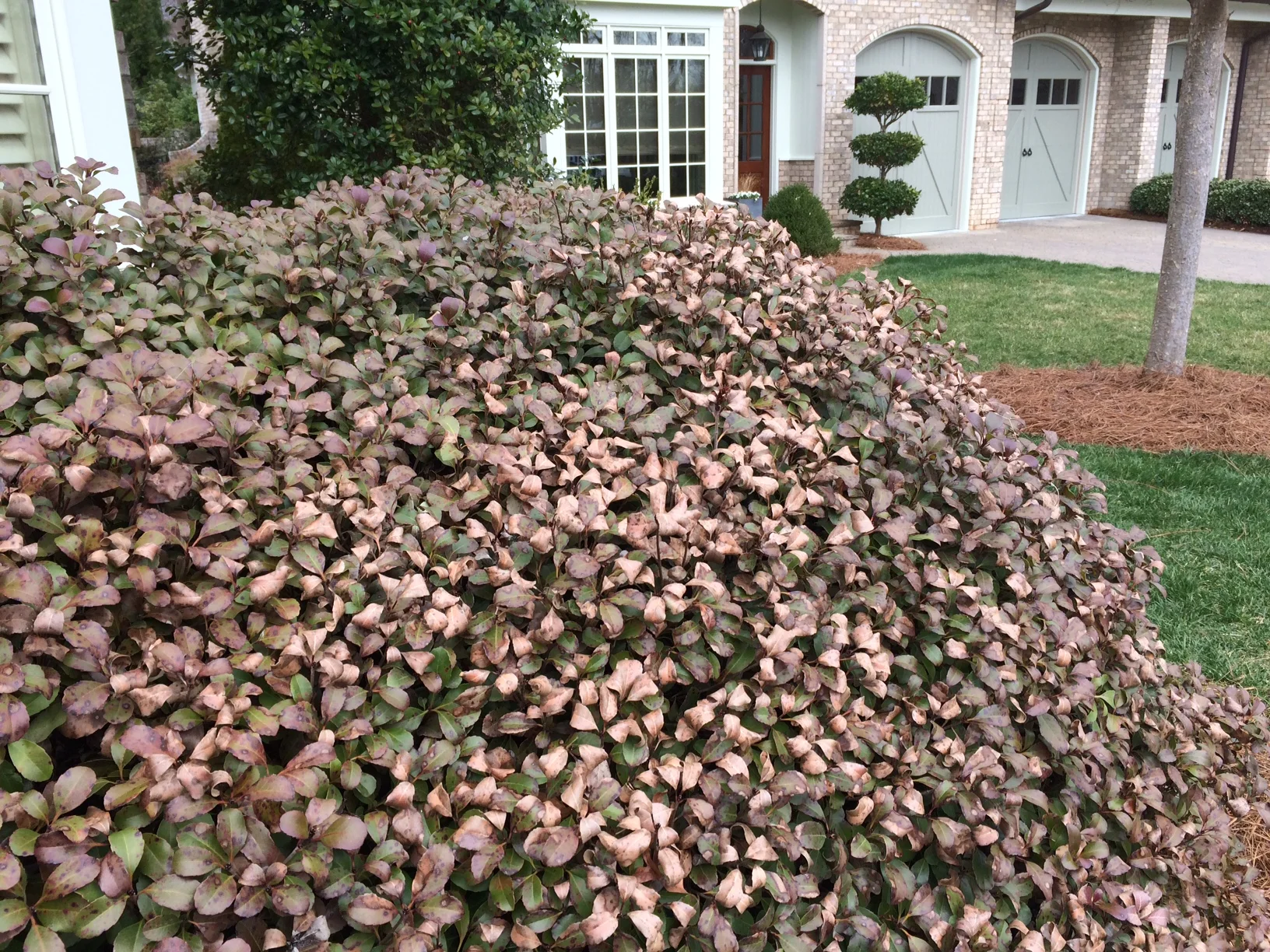 Why is my Evergreen Brown?