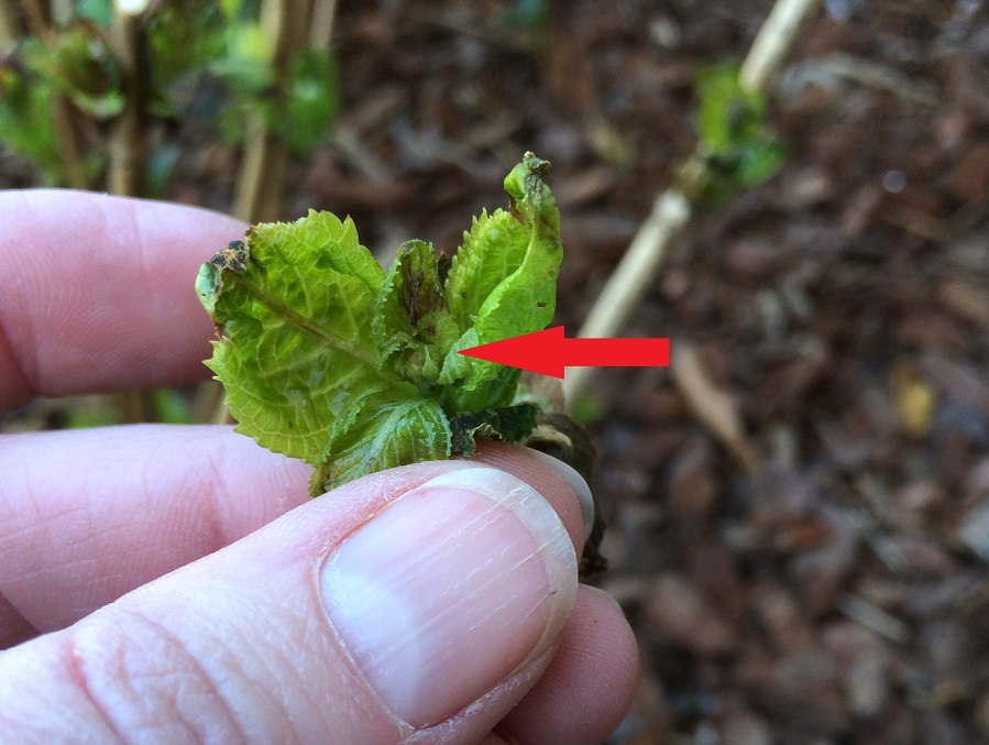  After carefully opening up a leaf bud, the undamaged flower bud (red arrow) can be seen. Despite the damage to the leaves, this bud will likely flower this year!  (note: we don't recommend you opening leaf buds to check for flowers yourself. They ar