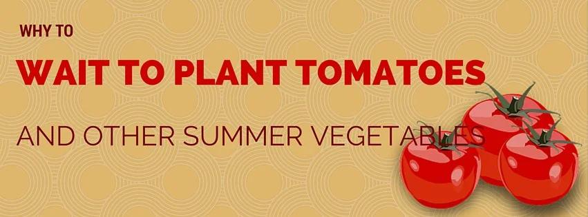 Wait to plant tomatoes