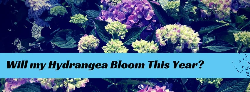 Will my Hydrangea Bloon this year?