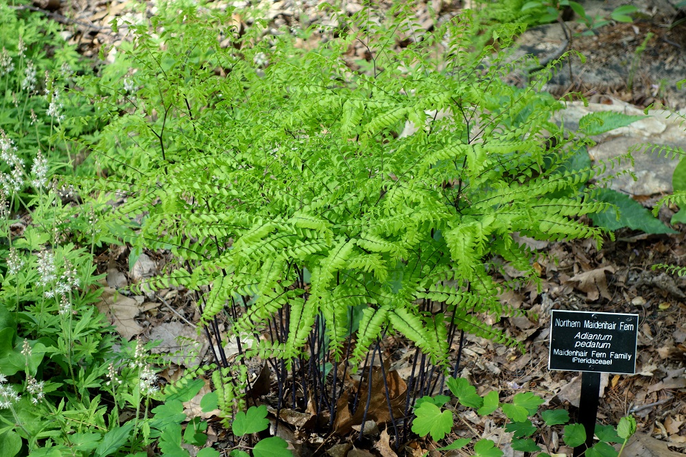 Adiantum pedatum , Northern maidenhair fern