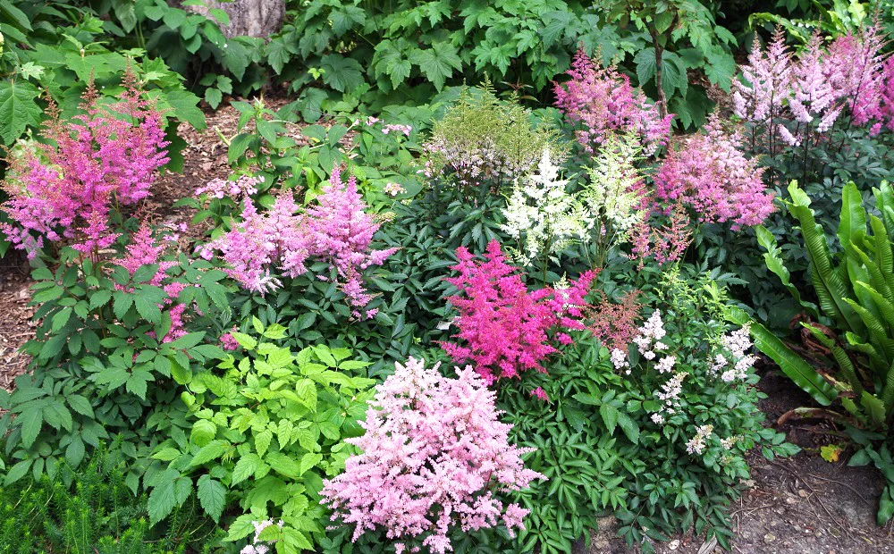 Astilbe